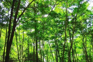 长寿梅大面积落叶的原因及解决方法（探究长寿梅为何出现大面积落叶，并提供有效解决方案）