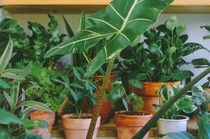 室内植物的正确浇水方法（科学浇水保护室内植物的健康成长）