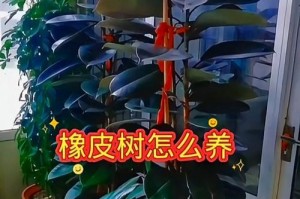橡皮树喜光还是喜阴？（探究橡皮树光合作用的适宜条件）