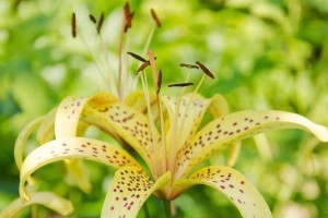 百合花开放时间及花期长短研究（春夏之交，百合花竞相开放的秘密）