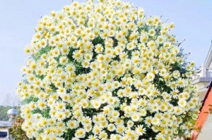 春季播种雏菊的技巧（雏菊播种时间与方法）