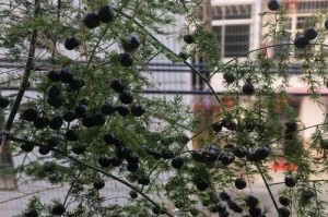 文竹养护（探究文竹养护技巧，为您带来更健康的植物生长）