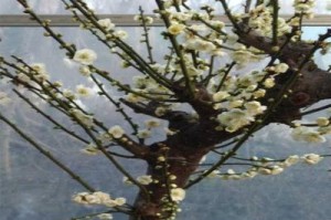 盆栽梅花养护全攻略（教你如何养好盆栽梅花，让它开出美丽的花朵）