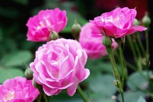 12月开花的花卉盛宴（一年四季最绚烂的时刻）