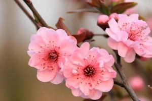 梅花的生长习性与环境适应特点（探究梅花在生长过程中所需的条件与特点）