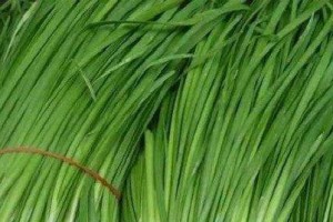 探究韭菜的生长条件——喜阳还是喜阴？（解析韭菜喜阳喜阴的原因与栽培技巧）