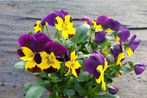 三色堇，多年生还是一年生？（探究三色堇的生命周期及其种植技巧）
