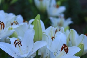 百合花的开花季节（揭秘百合花四季开花的真相）