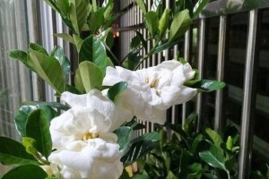 多菌灵可以浇茉莉花吗？（了解多菌灵在浇水中的作用和应用场景）
