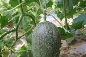 甜瓜种植的最佳时间（掌握甜瓜生长的关键要素）