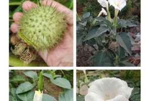 曼陀罗果实有毒吗？（毒性成分与剂量控制）
