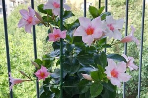 如何正确浇水飘香藤（科学浇水，让飘香藤茁壮成长）