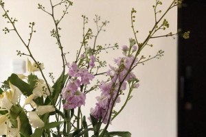 姜花的居家妙用（为你的卧室带来的意想不到的好处）