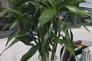 养护富贵竹之最佳放置场所（创造幸福生活的装饰物，富贵竹必须放在正确的地方！）