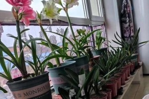 草木灰养花全攻略（轻松打造花园好心情）