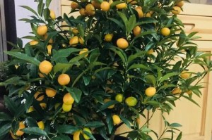 属狗养什么植物旺财？（探究属狗人士适合养的植物，提升财运！）
