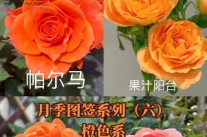探讨杰乔伊月季的优缺点（了解杰乔伊月季的特性和栽培技巧，从而正确选用）