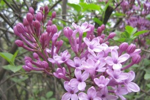 丁香花开花时间和花期详解（盛开绽放的美丽与馨香，丁香花的魅力在哪里？）
