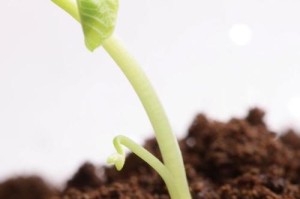 菠萝蜜籽的种植及养护方法（菠萝蜜籽萌芽时间、生长环境、浇水、施肥、修剪和病虫害防治）