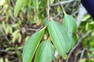 闻香寻树（探秘带香味的树种）