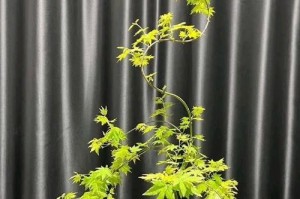 红枫喜水植物详解（红枫喜水的环境与生长特点）