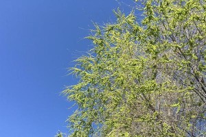 生态种植（从生态保护角度出发，探索适合在地区种植的树种）