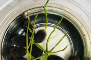 荷花种植指南（荷花最佳种植时间及注意事项）