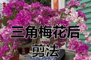 以三角梅为主题的修剪技巧（掌握三角梅修剪的方法，打造美丽盛开的花坛）