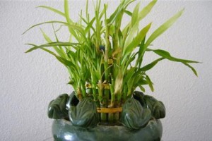 富贵竹的适宜场所（哪里能让富贵竹更茁壮成长？）