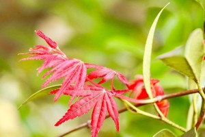 红枫树开花之神奇景象（探秘红枫树的开花奥秘）