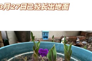 郁金香盆栽的种植技巧（如何成功种植健康的郁金香盆栽）