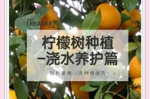柠檬树耐寒多少度过冬？（柠檬树耐寒最低温度、）