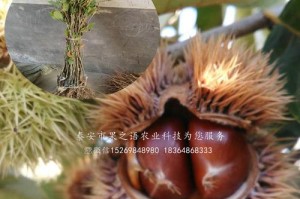 板栗树的果实年限剖析（从种植、生长到结果，探究板栗树的生命历程）