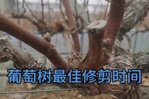 阳台葡萄的浇水方法（有效控制浇水量，让阳台葡萄茁壮成长）