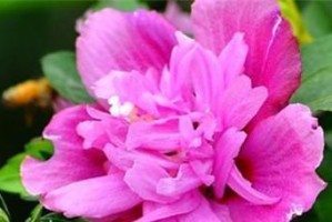 木槿的浇水频率与方法（如何掌握适宜的浇水时间和量）