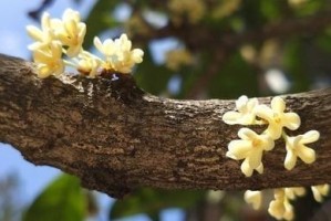 插枝活桂花树，绽放美丽生命（在土壤中等待生命的萌芽，如何让桂花枝条插活？）