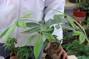 绿茶水浇发财树的效果如何？（绿茶水的营养成分及其对发财树的影响）