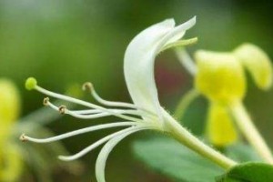 如何保存金银花种子？（留种子的方法与技巧）