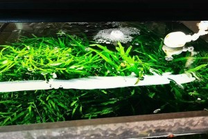 莫斯养殖全攻略（从选种到出售，一站式掌握莫斯养殖技巧）