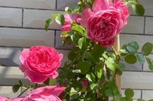 粉达爬藤月季的优缺点（一款适合爬墙的月季花品种）