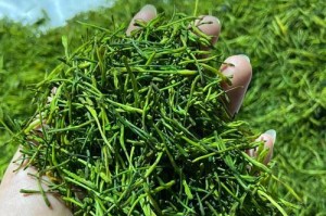 金银花种子收集与保存指南（如何从金银花植株中留下可行的种子，以备下一季的种植）