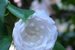 白山茶开花时间的探究（探索白山茶的开花季节和生长环境）