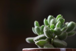 多肉熊掌的养殖技巧（详解多肉熊掌的养殖方法及注意事项）