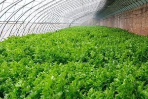 芹菜亩产量多少斤？详细解析！（探寻芹菜丰收的秘密，教你提高产量！）