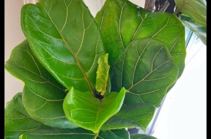 三叶草的浇水时间和正确方法（让你的三叶草茁壮成长，掌握正确浇水技巧）