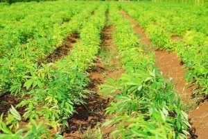 花生是经济作物的原因及其应用价值（从农业、食品到生物能源产业，花生的种种作用）