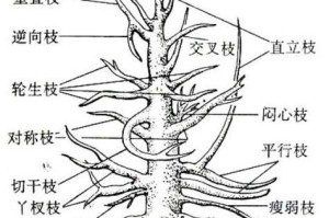 龙须树修剪技巧（教你如何正确修剪龙须树，让它长得更健康美丽）