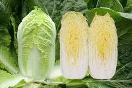 娃娃菜的耐寒能力（从生长环境到低温适应，了解娃娃菜耐寒的秘密）