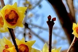 腊梅开花季节