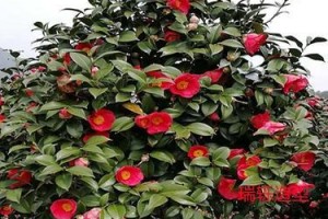 茶树开花季节及其特点